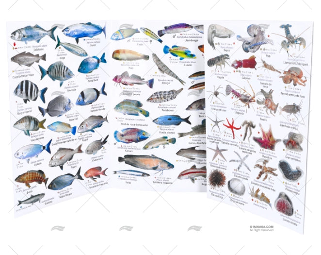 BROCHURE MEDITERRANEAN FISHES CATALAN